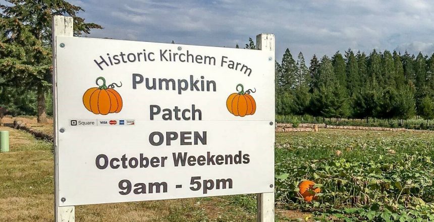 Historic Kicherm Farm Pumpkin patch (2)